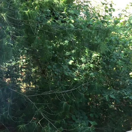 Restaurant De L'europe *