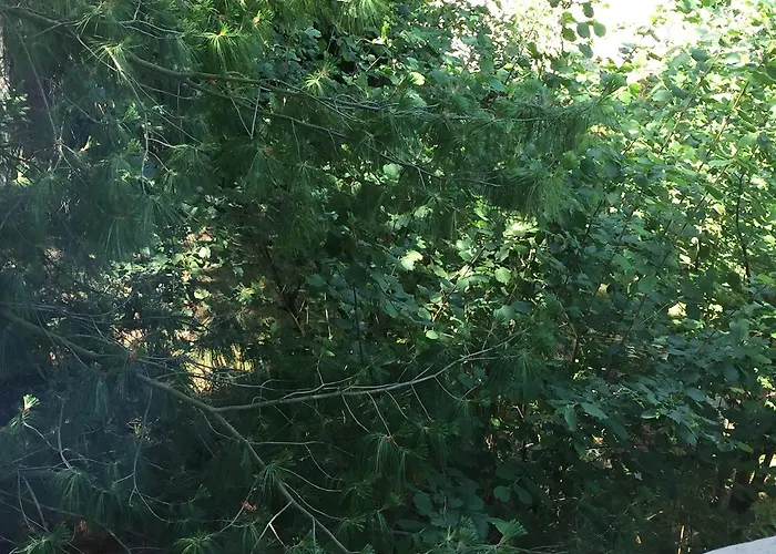 Restaurant De L'europe *