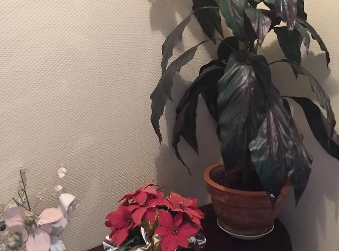 Restaurant De L'europe * Wissembourg